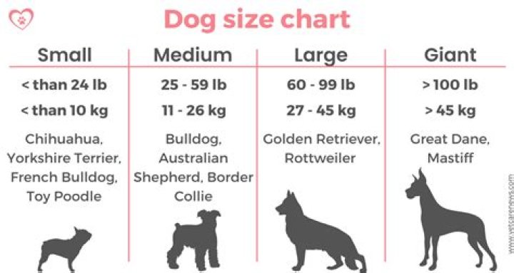 What do vets weigh pets in?