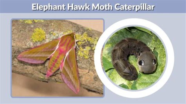 What does a elephant hawk moth caterpillar turn into?