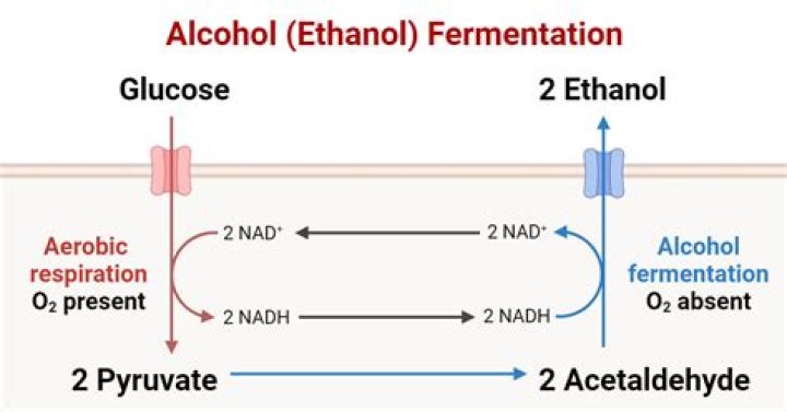 What does an ethanol engineer do?