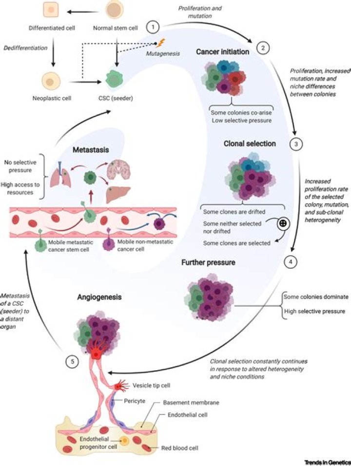 What does clonal mean in cancer?