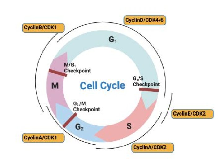 What does cyclin B do in the cell cycle?