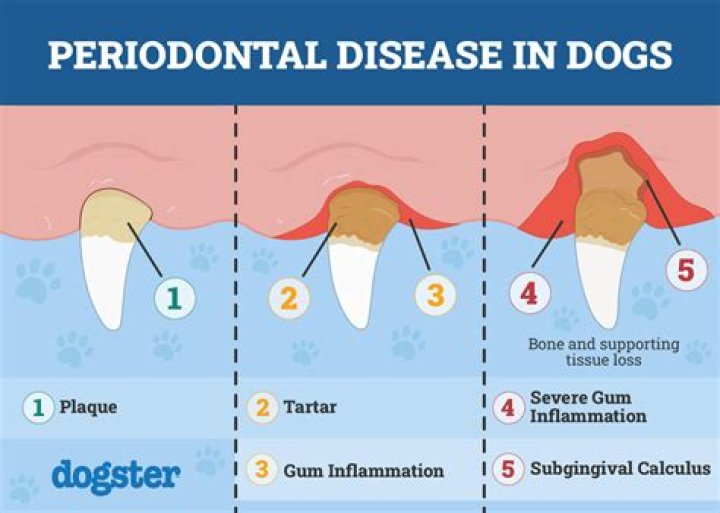 What does dental disease look like in dogs?