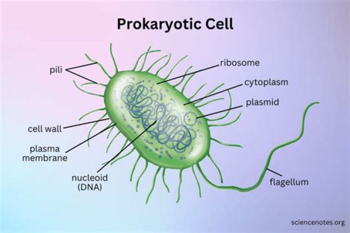What does DNA do in a prokaryotic cell?