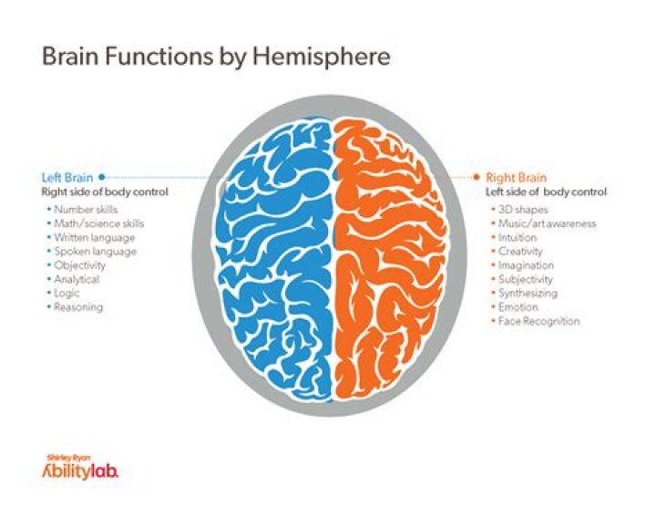 What does the bottom left side of the brain control?