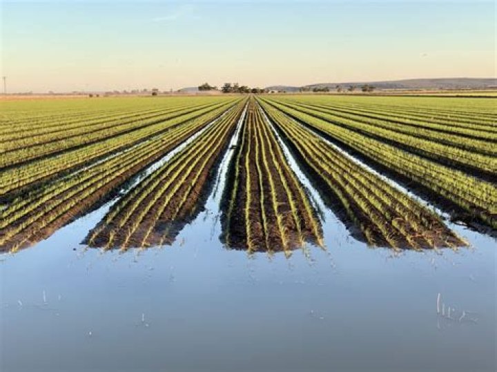 What does the Riverina produce?