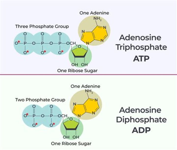 What does triphosphate disodium do?