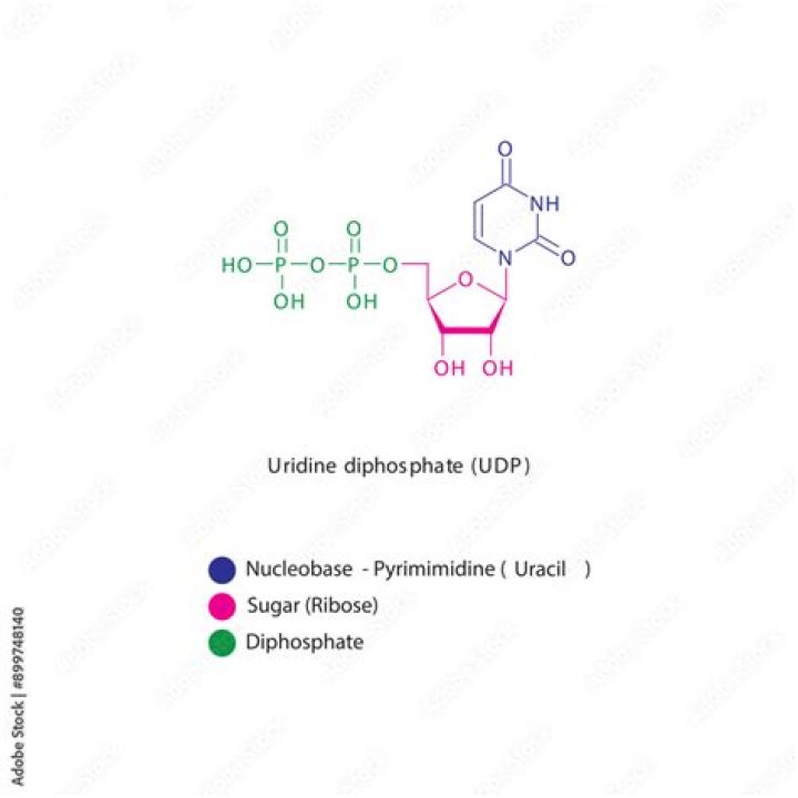 What does uridine diphosphate do?