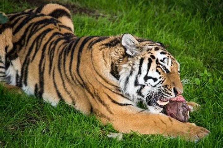 What food do tigers eat?