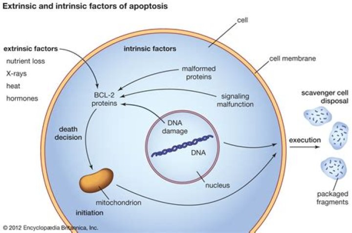 What genes regulate apoptosis?