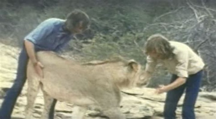 What happened to Christian the lion after the reunion?