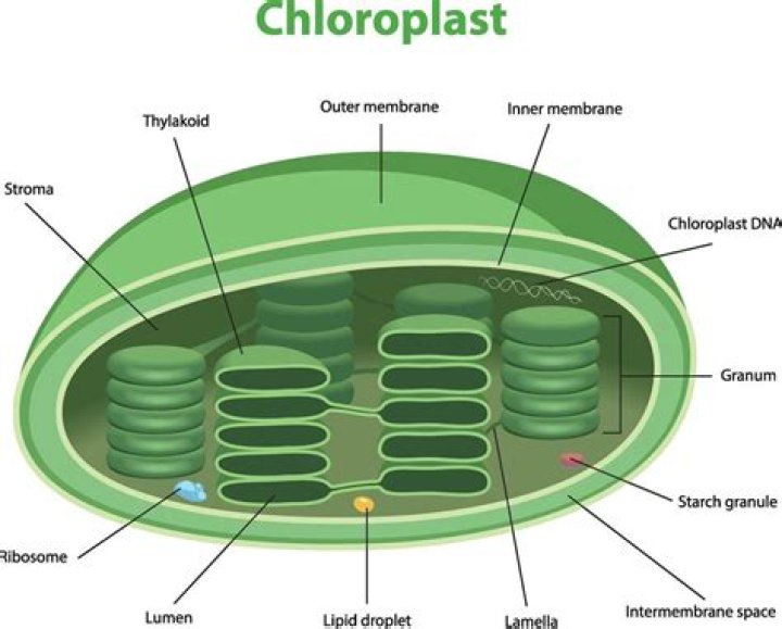 What happens in a chloroplast?