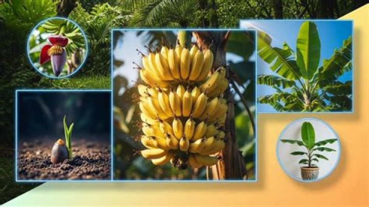 What helps banana plants grow?