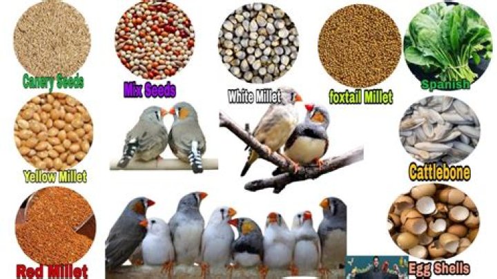 What human food can finches eat?