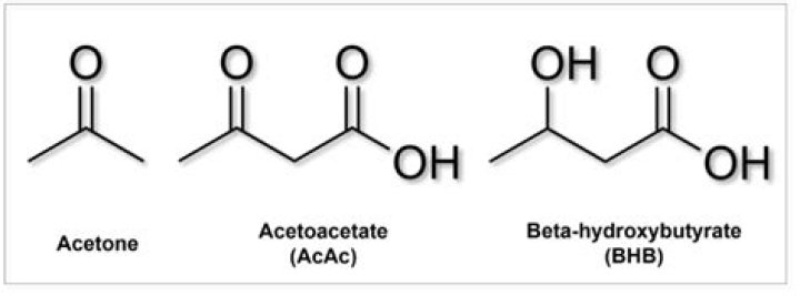 What increases beta hydroxybutyrate?