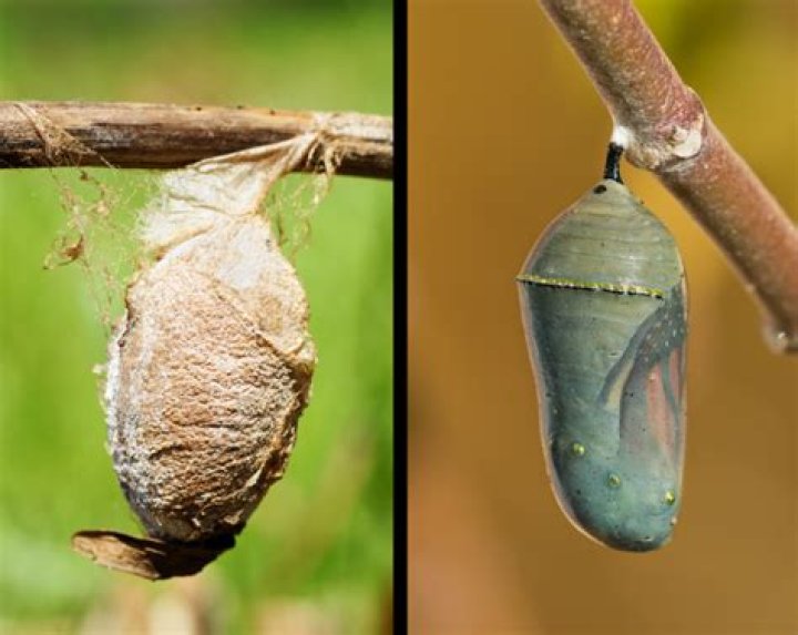 What is a butterfly cocoon?