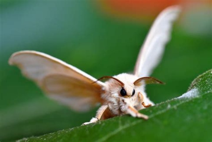 What is a moth Slam?