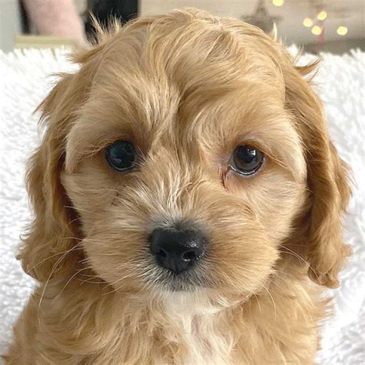 What is a puppy dog sale?