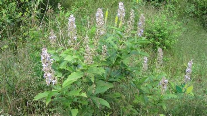 What is Clerodendrum serratum?
