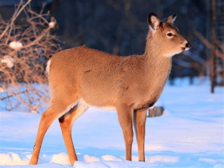 What is considered a yearling deer?