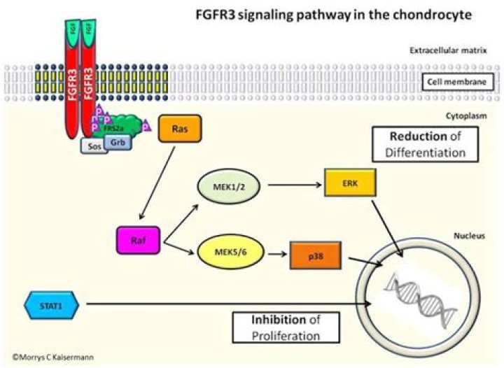 What is FGFR3 mutation?