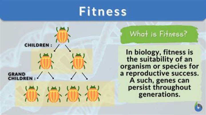 What is fitness in terms of evolution?