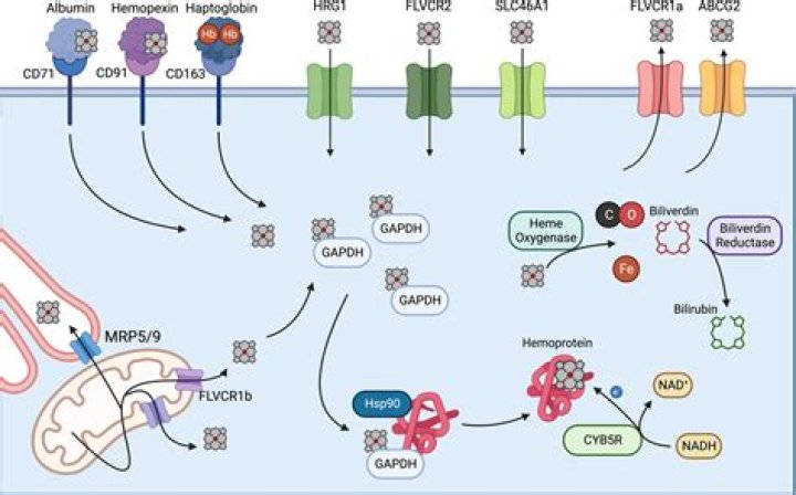 What is hemoprotein function?