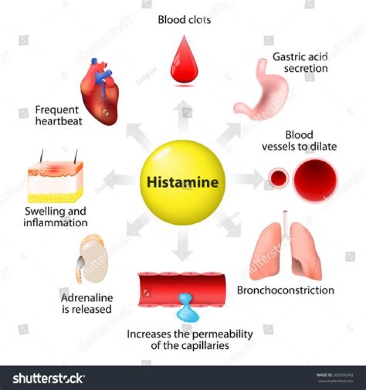 What is histamine and its function?