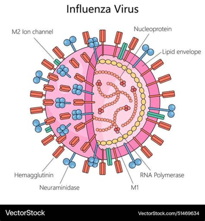 What is influenza virus in short?