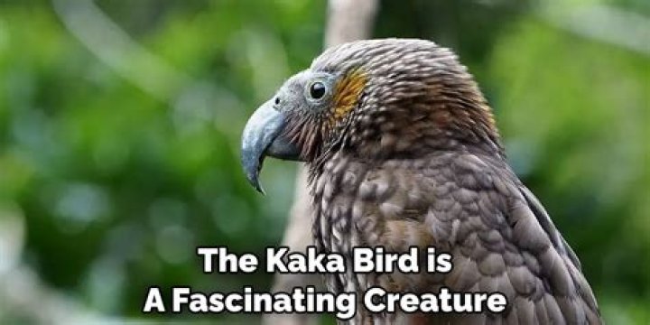 What is Kaka known for?