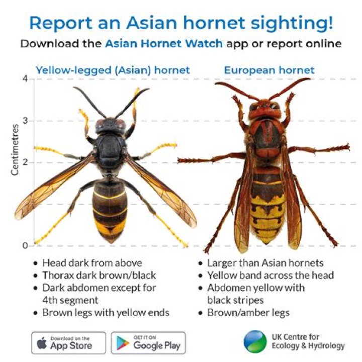 What is meant by Asian Tigers?
