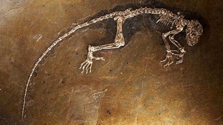 What is notable about the fossil primate specimen known as Darwinius masillae?