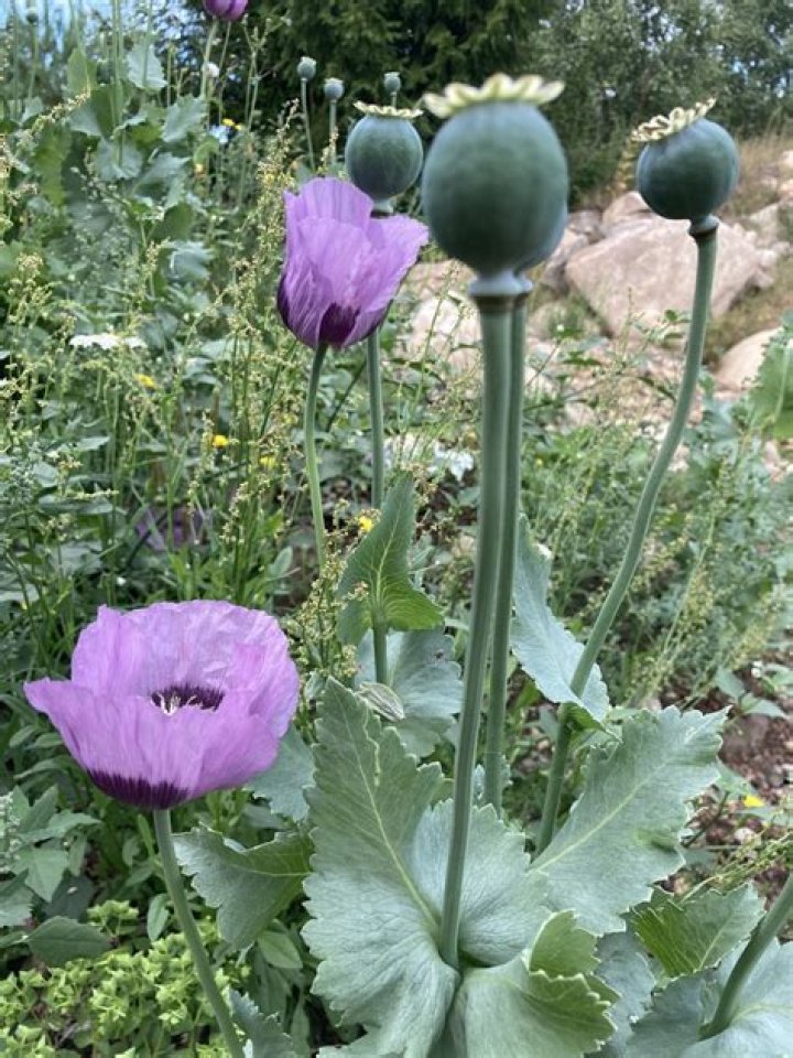 What is opium flower called?