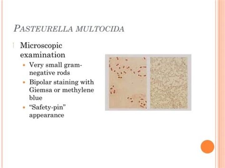 What is Pasteurella haemolytica and Pasteurella multocida?