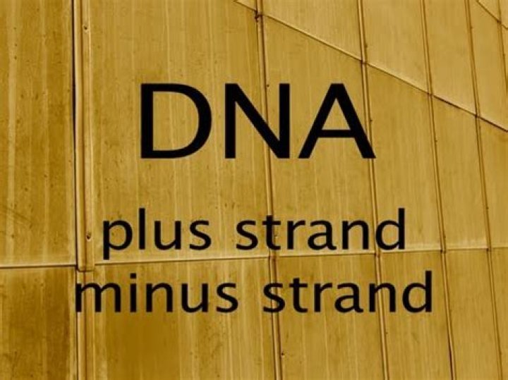 What is plus and minus strand DNA?