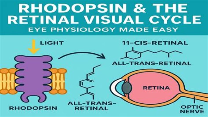 What is retinal opsin?