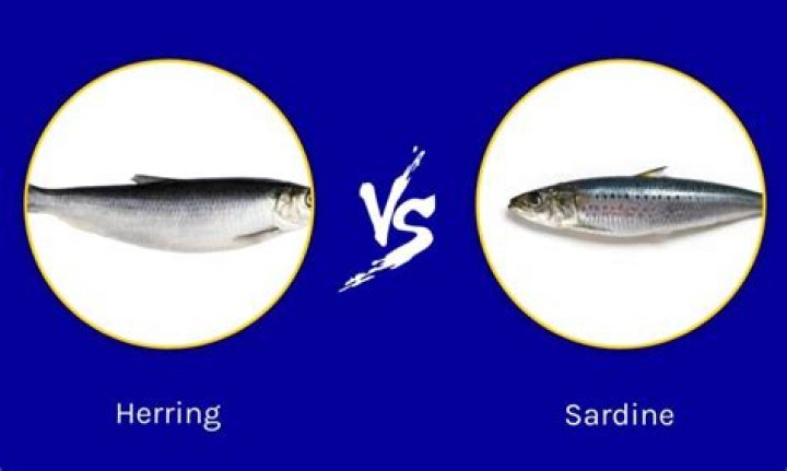 What is similar to herring?