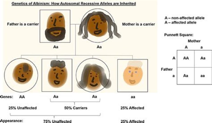 What is the albinism genotype?