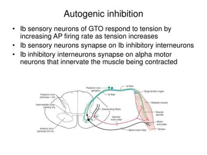 What is the autogenic inhibition?