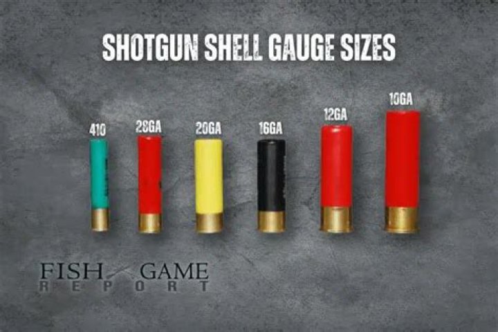 What is the best all around 20 gauge shotgun?