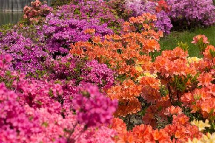 What is the bloom time for azaleas?