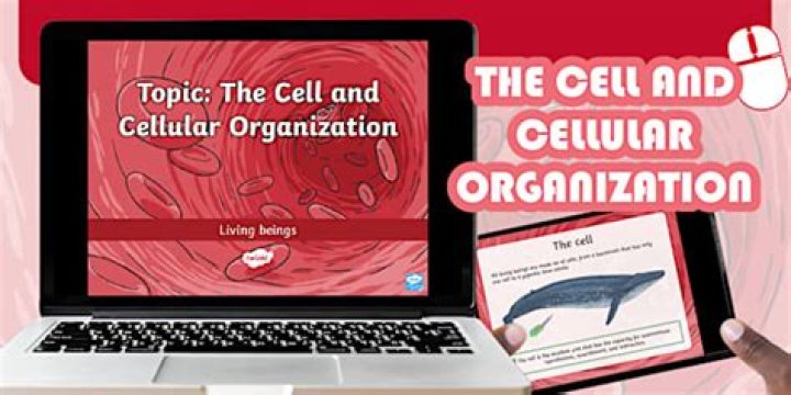 What is the cells delivery system called?