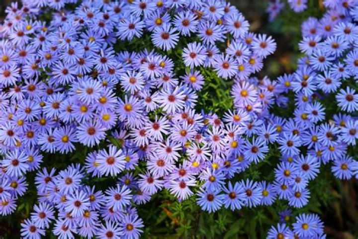 What is the common name for Aster?