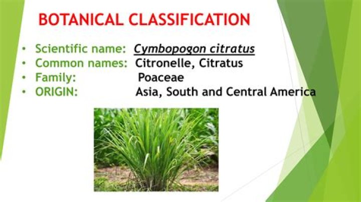 What is the common name for cymbopogon Citratus?