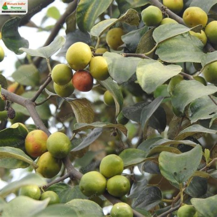 What is the common name for Ziziphus mauritiana?