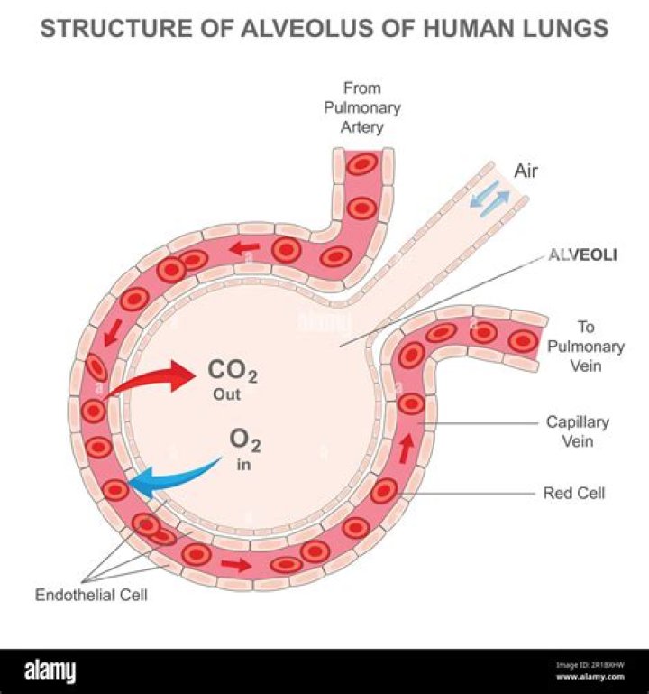 What is the correct order of airflow from the nose to the alveoli in the lungs?