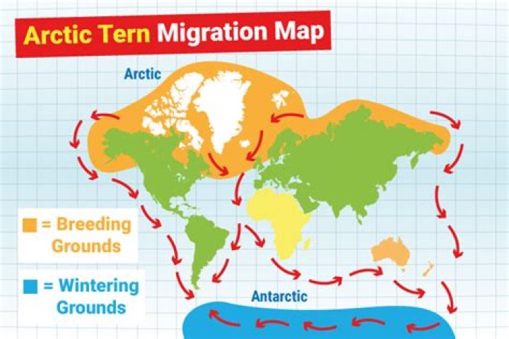 What is the difference between an Arctic tern and an Antarctic tern?