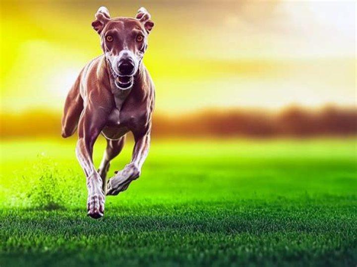 What is the fastest dog ever recorded?