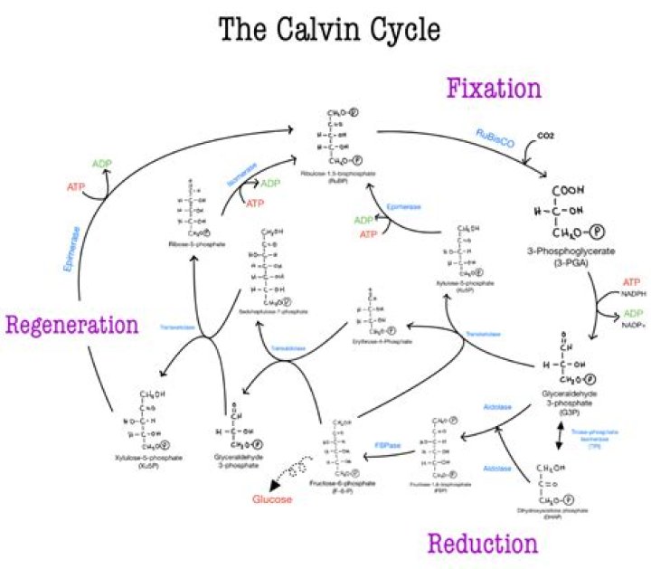 What is the final product of Calvin cycle?