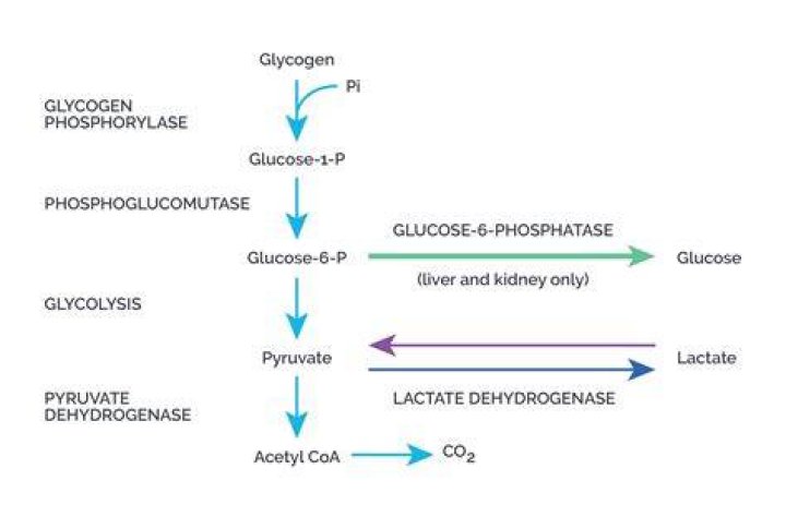 What is the formula for gluconeogenesis?