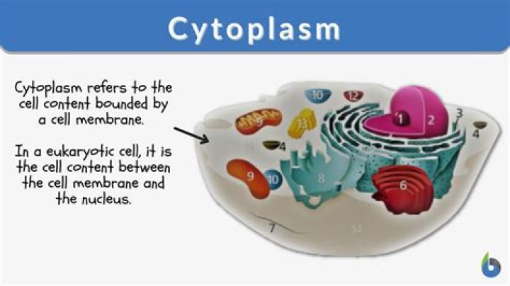 What is the function of cytoplasmic strands?